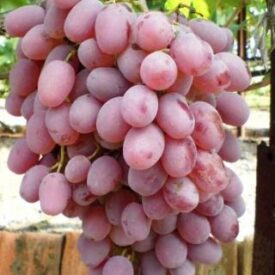 Виноград Тайфи розовый в Можайске