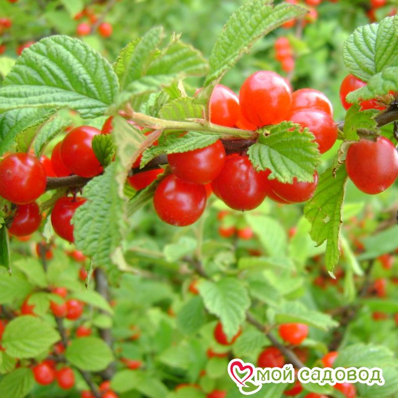 Вишня войлочная Алиса