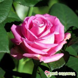 Роза чайно-гибридная Аква в Можайске