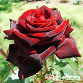 Роза Блек Мэджик в Можайске