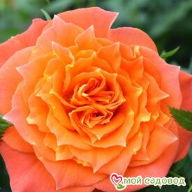 Роза Мандарин в Можайске