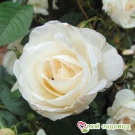 Роза Спрей белый в Можайске