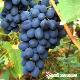 Ароматный и сладкий виноград “Августа” в Можайске