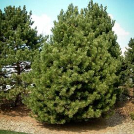 Сосна Чёрная (Pinus Nigra) в Можайске