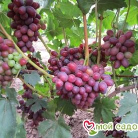 Виноград Фаэтон в Можайске