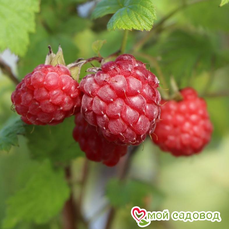 Малина Глен ампл ЗКС