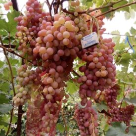 Виноград Лучистый в Можайске