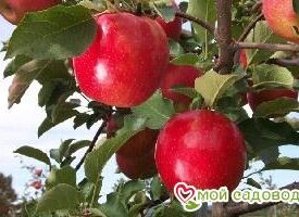 Яблоня Джонаголд в Можайске
