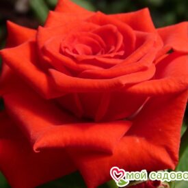 Роза чайно-гибридная Корвет в Можайске