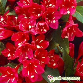 Вейгела цветущая “Ред Принц” в Можайске