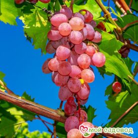 Виноград Лидия (Розовая Изабелла) в Можайске