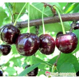 Саженцы вишни – Чудо-вишня в Можайске