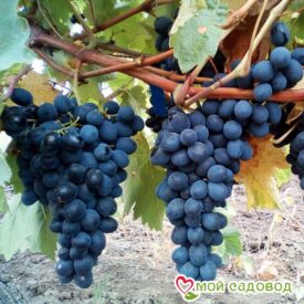 Виноград Молдова в Можайске
