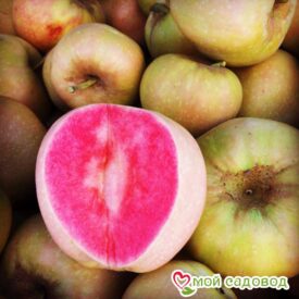 Яблоня Розовый жемчуг в Можайске