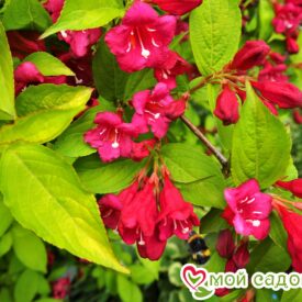Вейгела цветущая “Рубидор” в Можайске