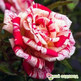 Роза чайно-гибридная Папагено в Можайске