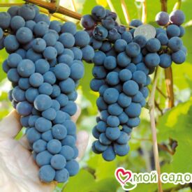 Виноград Амурский синий в Можайске