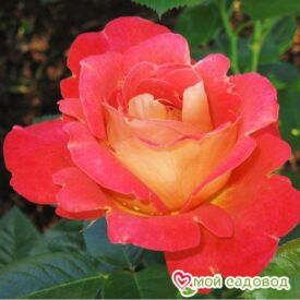 Роза Декор Арлекин в Можайске