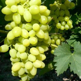 Виноград Осенний крупноплодный в Можайске
