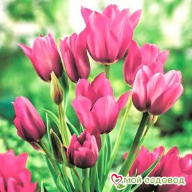 Тюльпан многоцветковый Пурпл Букет в Можайске