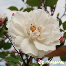 Роза Белый каскад в Можайске
