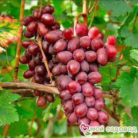 Виноград Виктория винная в Можайске