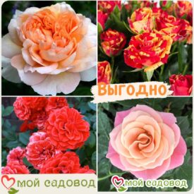 Комплект роз! Роза плетистая, спрей, чайн-гибридная и Английская роза в одном комплекте в Можайске