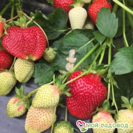 Клубника Румба (ранняя ягода) в Можайске