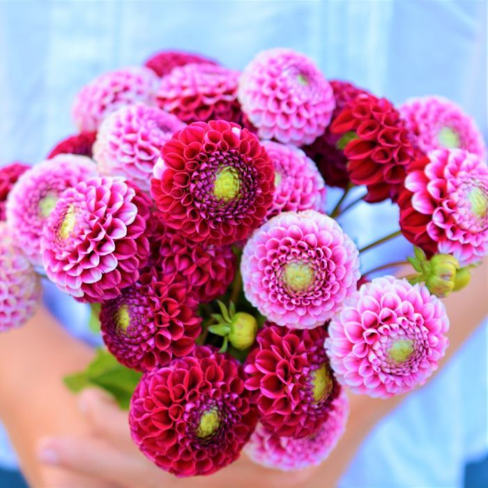 Георгина Чик А Ди (CHICK A DEE)