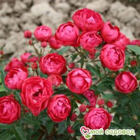 Роза полиантовая Морздаг Ред (Morsdag Red) в Можайске