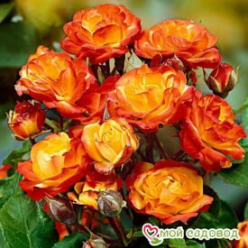 Роза полиантовая Румба (Rumba) в Можайске