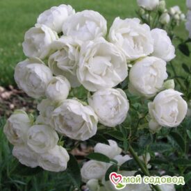 Роза полиантовая Морздаг Уайт (Morsdag White) в Можайске