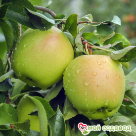 Яблоко-груша Голден Делишес в Можайске