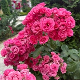 Роза Спрей розовый в Можайске