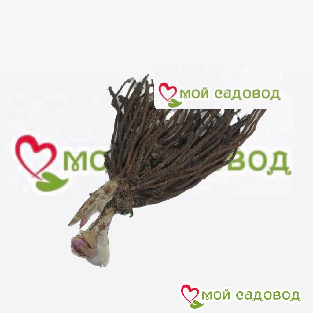 Хоста Люминоза