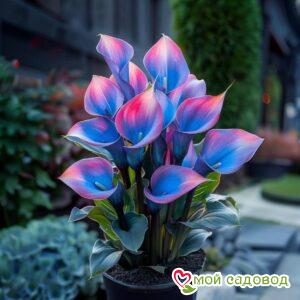 Калла Импрессия